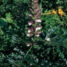 Acanthus Spinosa