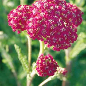 Achillea Cerise Queen