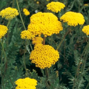 Achillea Cloth of Gold