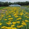Pickmere Nurseries herbaceous perennials