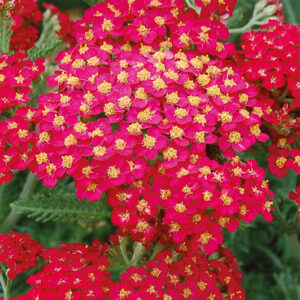 Achillea Fanal