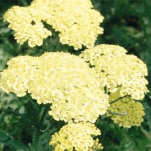 Achillea Moonshine