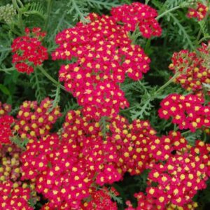 Achillea Paprika