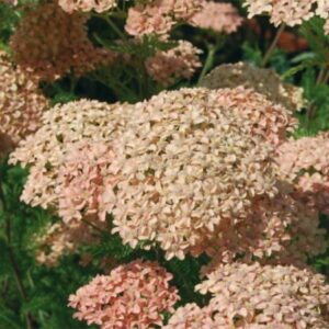 Achillea Salmon Beauty
