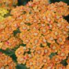 Pickmere Nurseries herbaceous perennials