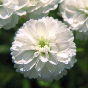Achillea The Pearl