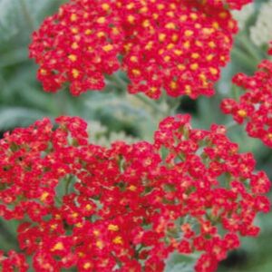 Achillea Walter Funcke