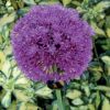 Pickmere Nurseries herbaceous perennials
