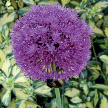 Allium Purple Sensation