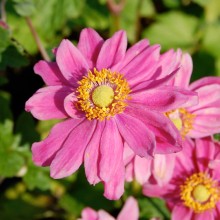 Anemone-Prinz-Heinrich