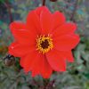 Pickmere Nurseries herbaceous perennials