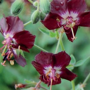 Geranium Phaeum Saturn