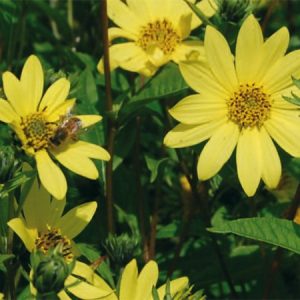 Helianthus-Lemon-Queen