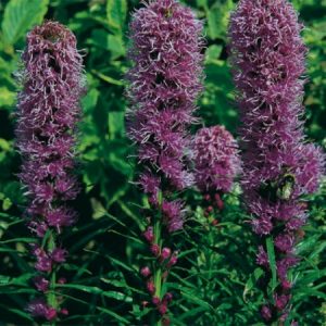 Liatris Spicata