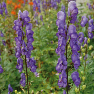 Aconitum Bressingham Spire