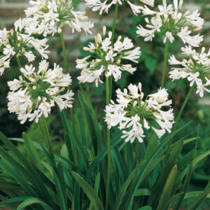 Agapanthus Arctic Star