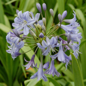 Agapanthus Headbourne Hybrids