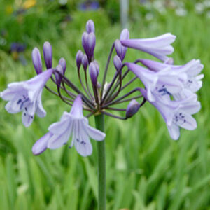 Agapanthus Liam’s Lilac