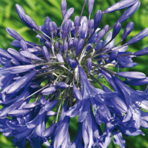 Agapanthus Northern Star
