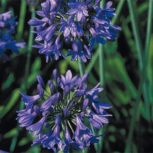 Agapanthus Regal Beauty