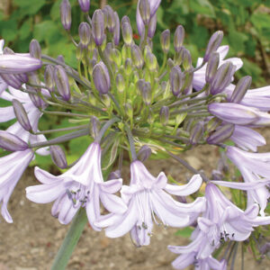 Agapanthus Tarka