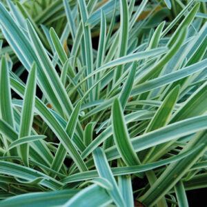 Agapanthus Tinkerbell