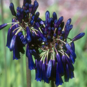 Agapanthus Inapertus Graskop