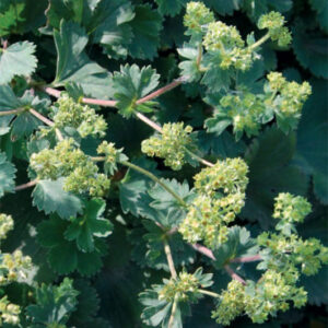 Alchemilla Erythropoda