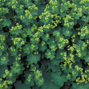 Alchemilla Molis