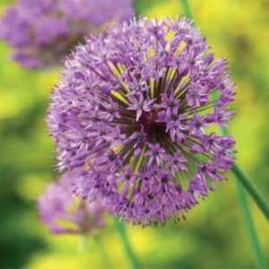 Allium Gladiator