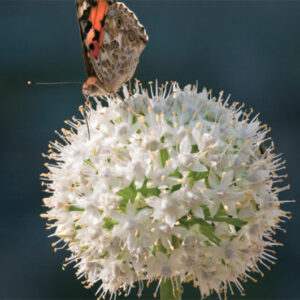 Allium Mount Everest