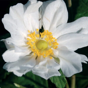 Anemone Andrea Atkinson