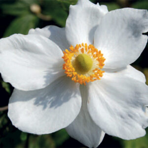 Anemone Honorine Jobert