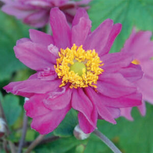 Anemone Pamina