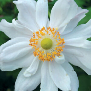 Anemone Whirlwind