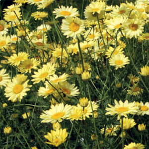 Anthemis E.C. Buxton