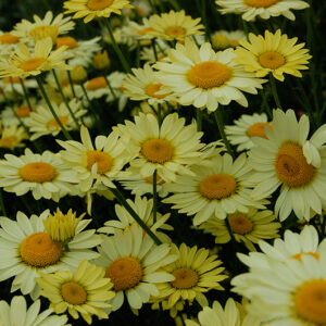 Anthemis Wargrave