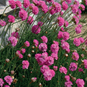 Armeria Maritima