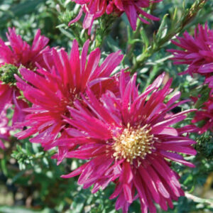 Aster n/b Freda Ballard
