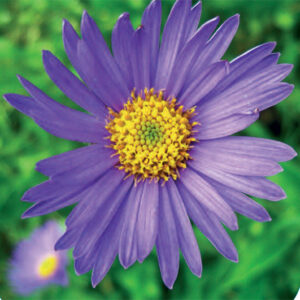 Aster Frik. Monch