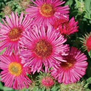Aster n/a Alma Potschke