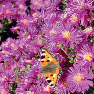 Aster n/a Andorra