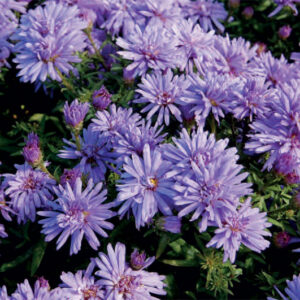 Aster n/b Audrey