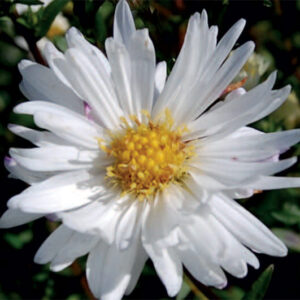 Aster n/b Blandie