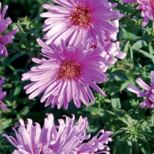 Aster n/b Little Pink Beauty