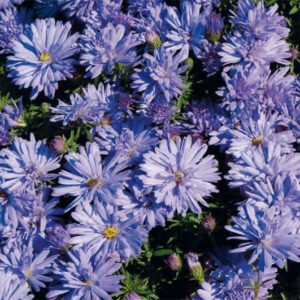 Aster n/b Prof. von Kippenberg
