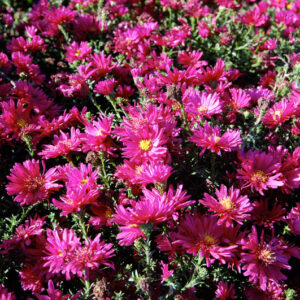 Aster n/b Royal Ruby