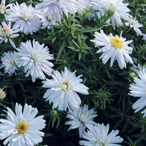 Aster n/b Snow Sprite