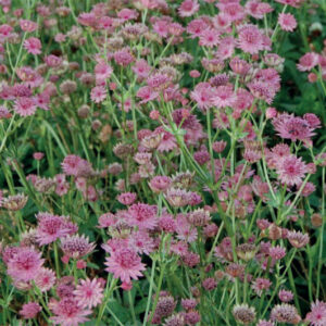 Astrantia Major Roma