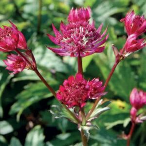 Astrantia Major Ruby Wedding